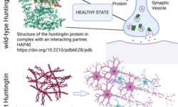 Huntingtin 