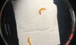 Are waxworms the solution to the plastic problem?