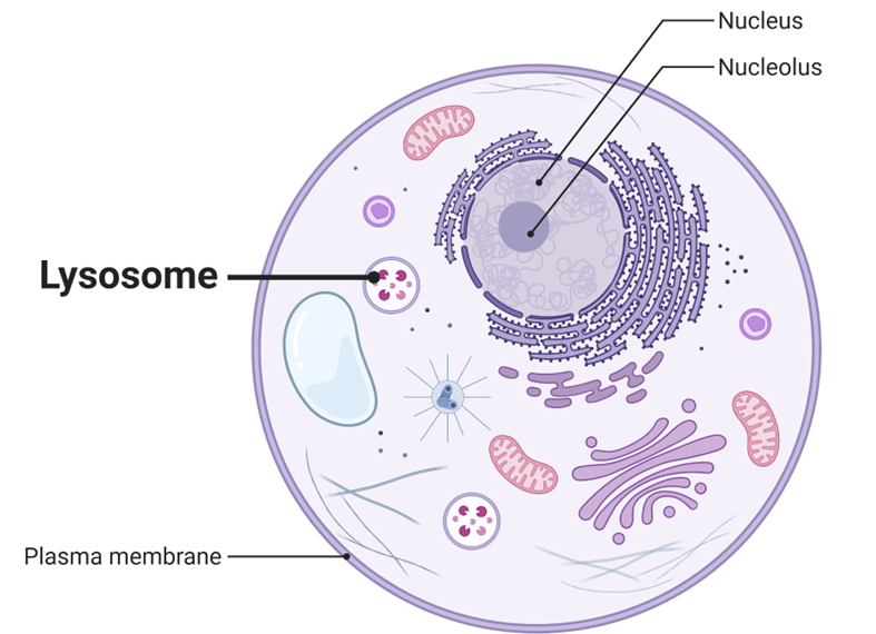Lysosome 