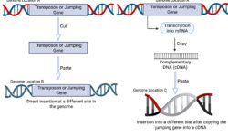 Jumping Gene or Transposon