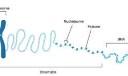 Chromatin