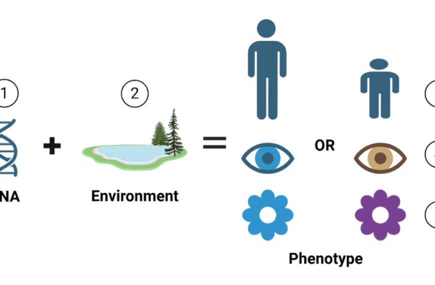 Phenotype