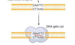 Restriction Enzymes