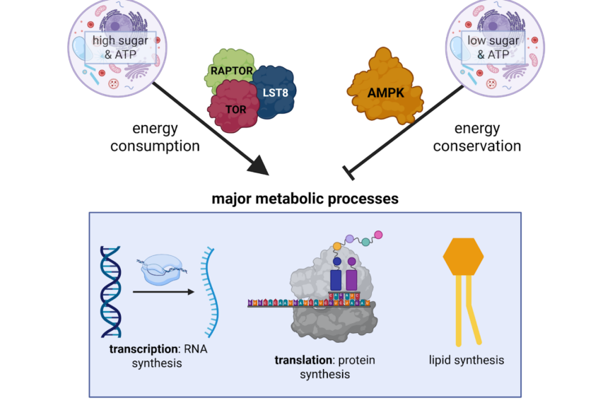To metabolize or not to metabolize