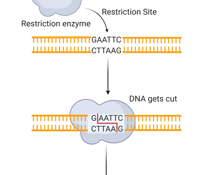 Restriction Enzymes