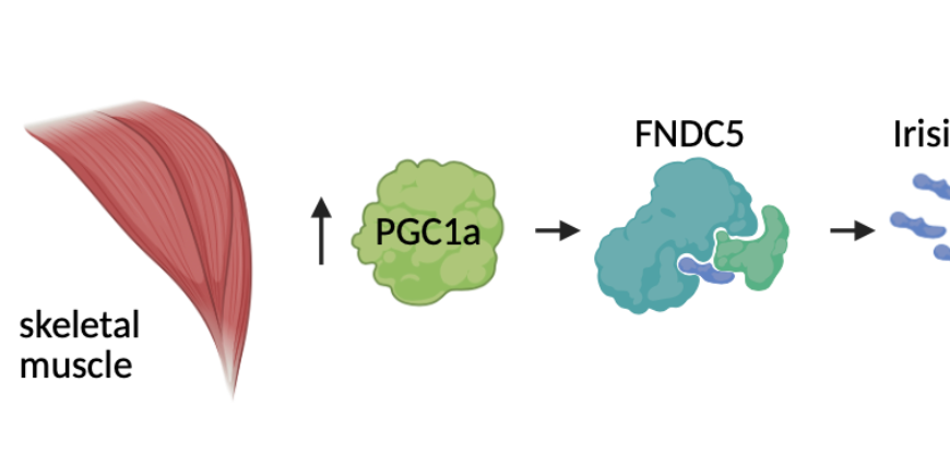 How exercise trains your brain