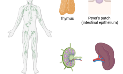 Memory outside the brain: how immunological memory protects us 