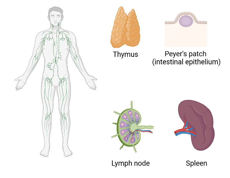 Memory outside the brain: how immunological memory protects us 