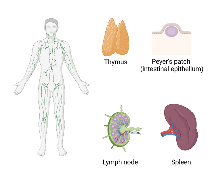 Memory outside the brain: how immunological memory protects us 