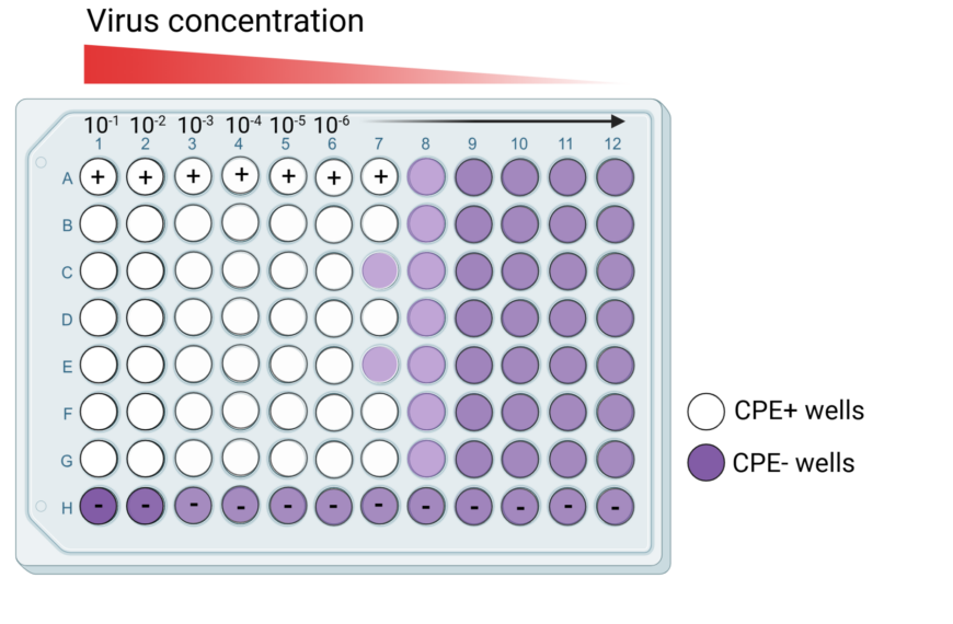 Tissue Culture Infectious Dose (TCID50) Assay