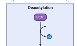 Histone Deacetylase (HDAC)