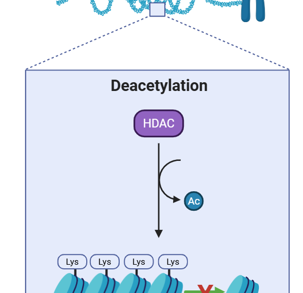 Histone Deacetylase (HDAC)
