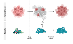 Drug Resistance