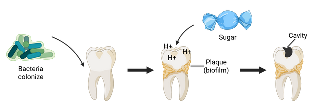 A Mouthful of Chemistry
