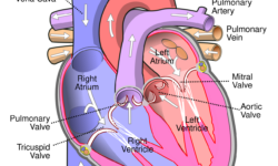 Turns out Afib (atrial fibrillation) is not a fib at all