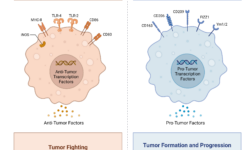 Macrophages and Cancer: A Double-Edged Sword