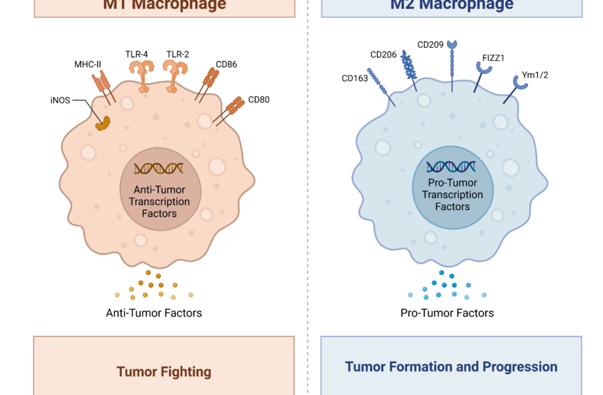 Macrophages and Cancer: A Double-Edged Sword