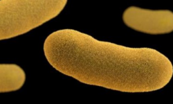 The Plague Isn’t Dead—Should We Still Be Worried?