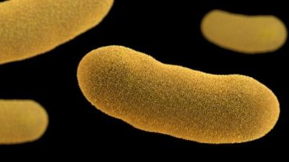 The Plague Isn’t Dead—Should We Still Be Worried?