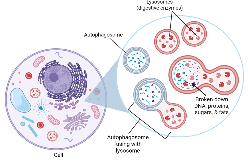 Autophagy: Cells eat themselves?!