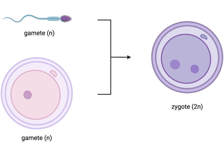Zygote 